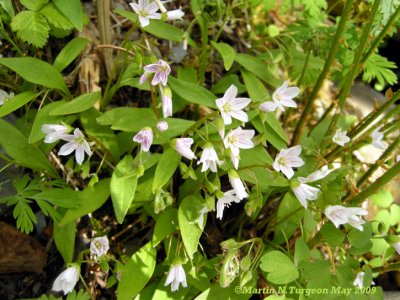 Claytonia caroliniana - Spring Beauty - Claytonie de Caroline