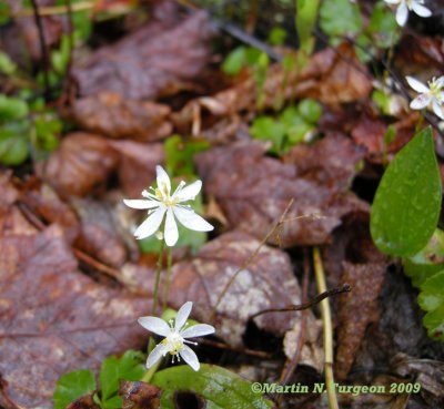 p 140 Flora of NB