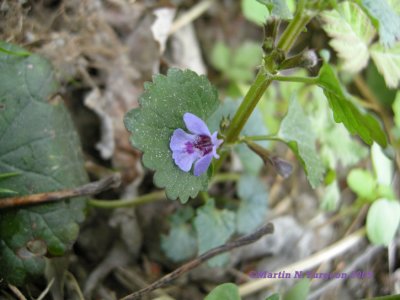 P 373 Flora of NB