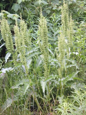 P197 Flora of NB