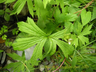 Anemone canadensis