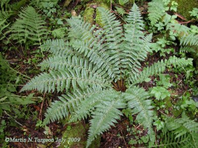 Ferns and Allies