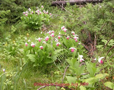 ** Cypripedium reginae - Showy Lady's Slipper