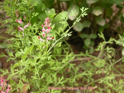 P 149 Flora of NB