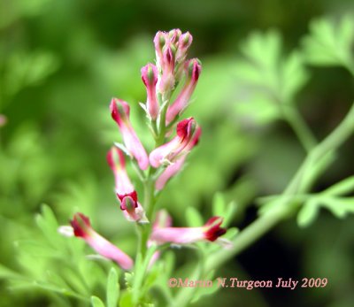 Fumaria officinalis