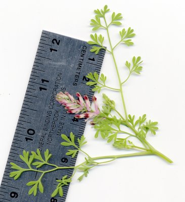 Fumaria officinalis