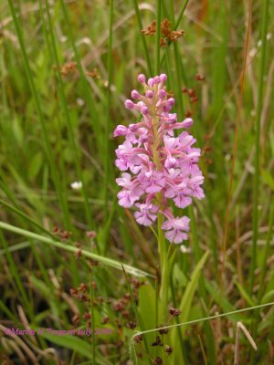 Platanthera psycodes