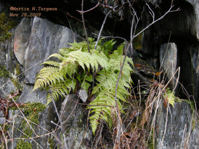 P 122 Flora of NB on Rocky cliff