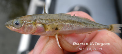 Gasterosteus aculeatus