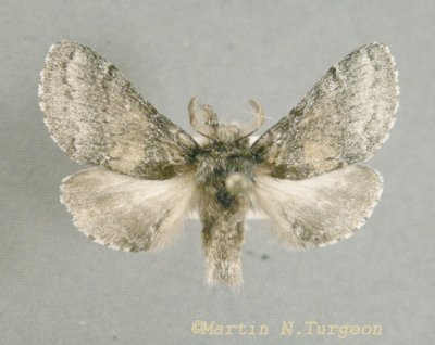 7931 Gluphisia septentrionis