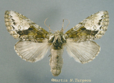 7990 a Heterocampa umbrata pulverea female Rare