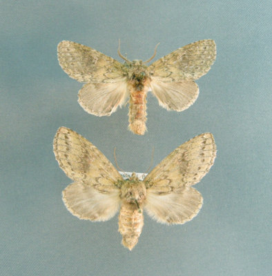 7995 Heterocampa biundata  - Male/female