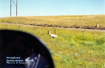 Pronghorn(Saskachewan)