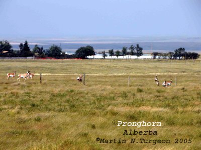Pronghorn(Alberta)