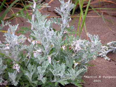  Artemisia stelleriana - Dusty Miller - Armoise de Steller