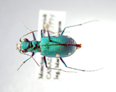 Cicindela sexguttata(Cicindelidae)