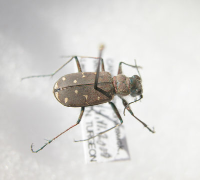 Tiger beetle-Cicindela duodecimguttata(Cicindelidae)