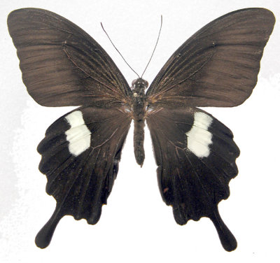Papilio helena palawanicus