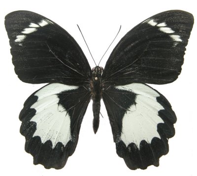 Papilio aegeus