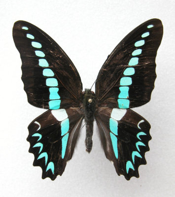 Graphium milon milon(male)