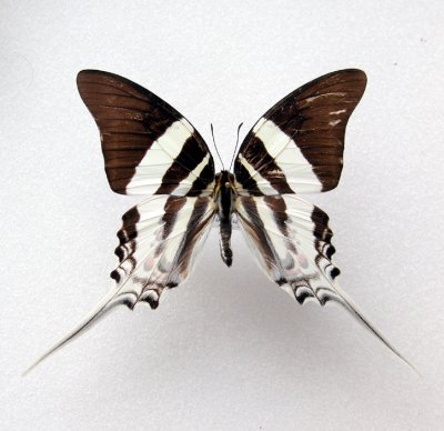 Graphium dorcus dorcus