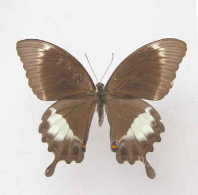 Papilio fucus indicatus