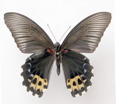 Papilio forbesi