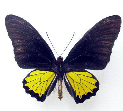 Troides helena phaesus