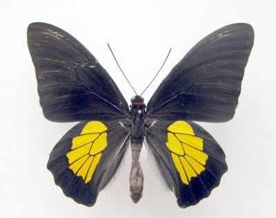 Troides---Asian butterfly