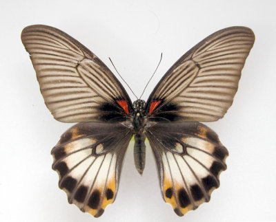 Papilio memnon agenor (Female)