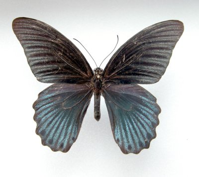Papilio memnon agenor(male)