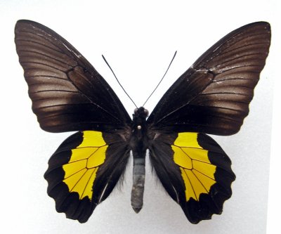 Troides----Asian Butterfly