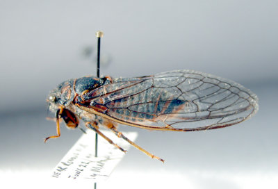 Cicada-Okanagana canadensis 2