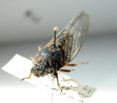 Cicada-Okanagana canadensis 3