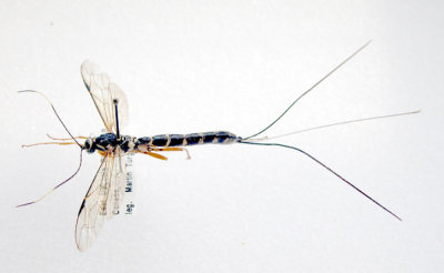 Rhyssa lineolata