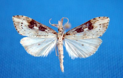 5099 Udea itysalis