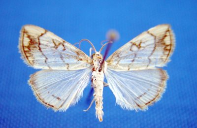 4897 Evergestis pallidata