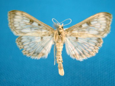 5275 Herpetrogramma pertextalis
