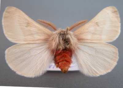 7729 Hemileuca oliviae-Range caterpillar moth -New Mexico