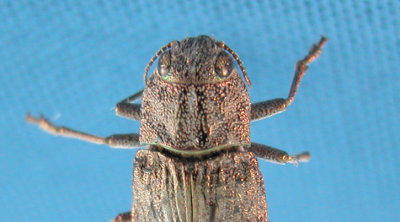 Metallic wood borer-Dicerca sp.(Buprestidae) Nova Scotia