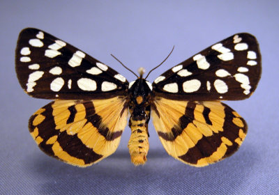 United States Papillons/Moths & Butterflies