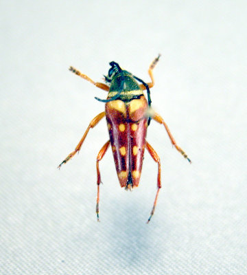 Beetle of Westmorland Co.NB-Coléoptères