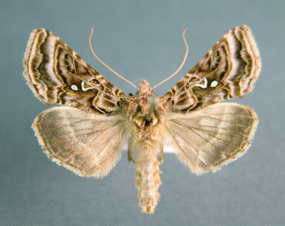931194 (8912) Autographa mappa