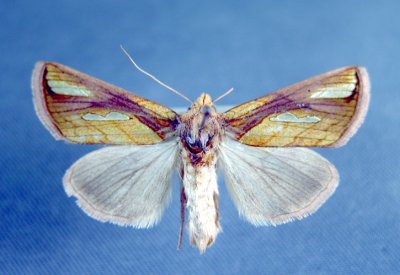 Ontario Papillons/Moths & Butterflies