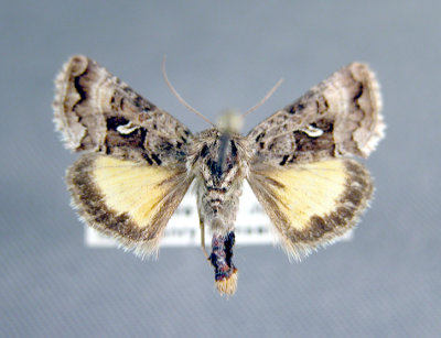 8947 Syngrapha alticola  Manitoba
