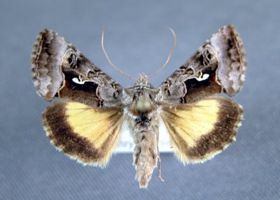 8946 Syngrapha microgamma neartica