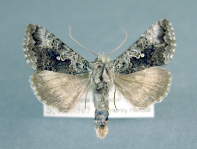 8937 Syngrapha interrogationis