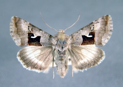 8948 Syngrapha parilis