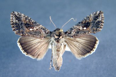 8887 Trichoplusia ni -Rare
