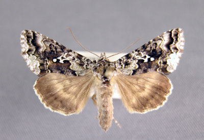8941 Syngrapha cryptica